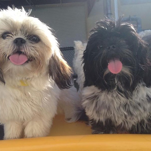 Two small dogs sit together with their tongues out